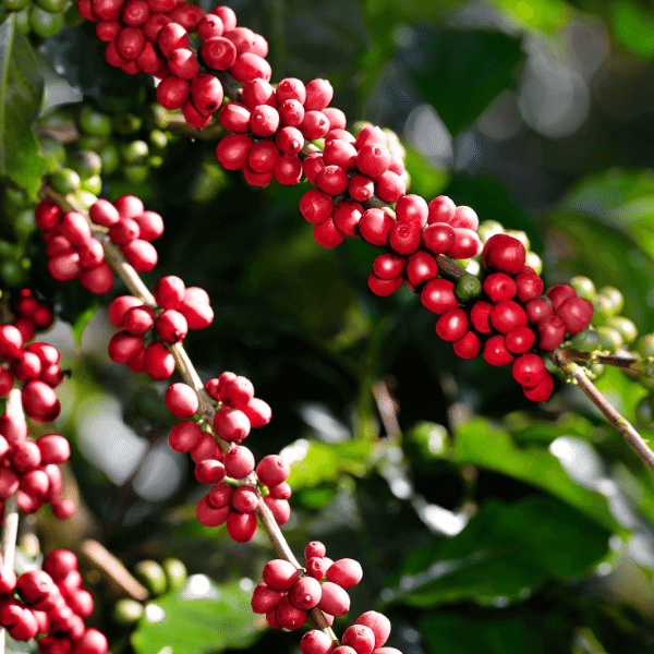 A imagem mostra uma foto da árvore do café, mostrando ele vermelho, ainda como fruto.